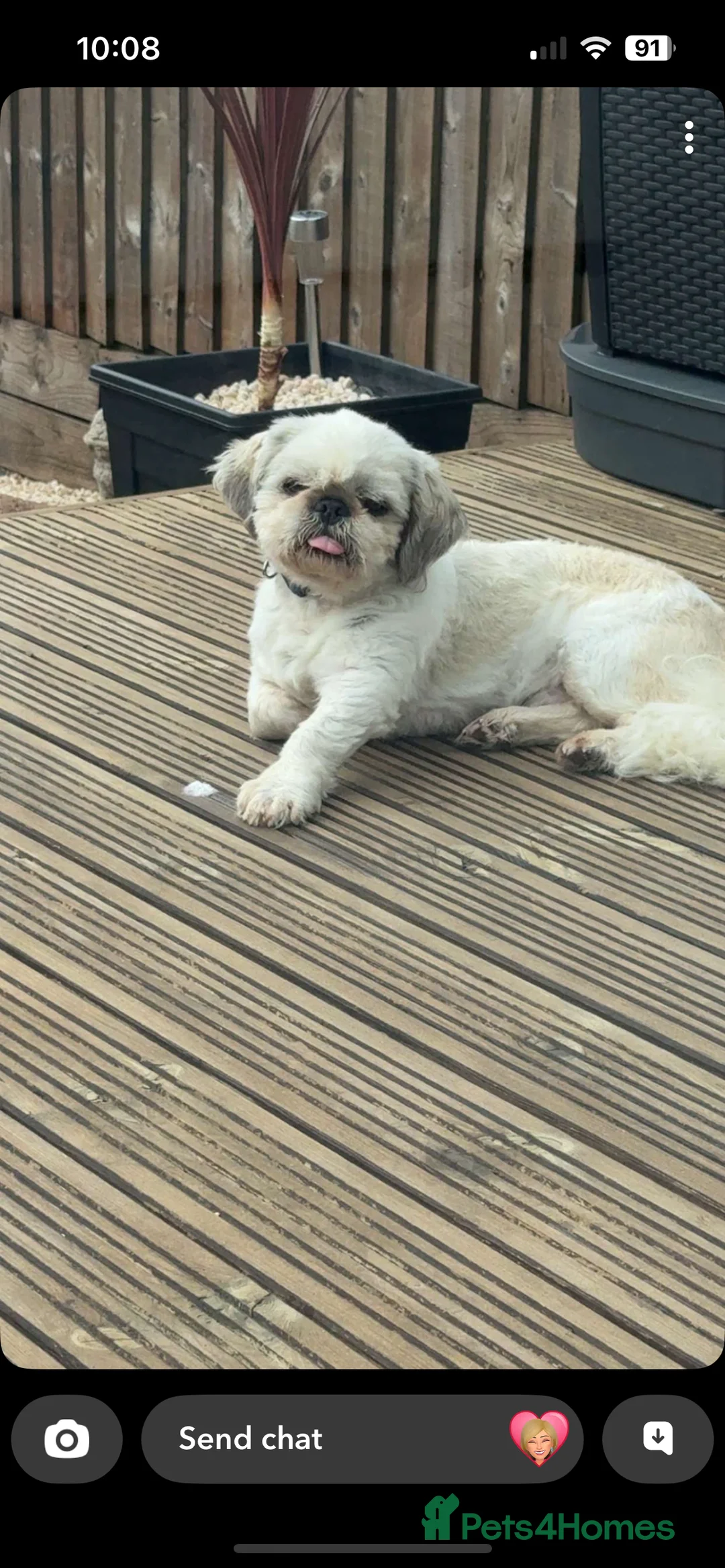 Shih Tzu dogs for stud: KC registered stud dog in Cullompton - Advert 17