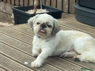 Shih Tzu dogs KC registered stud dog - Advert 3