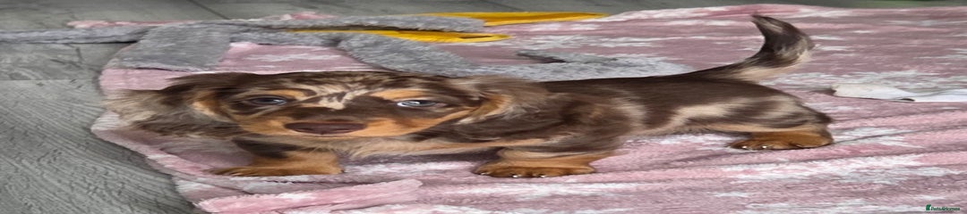 Miniature Dachshund Puppy 2