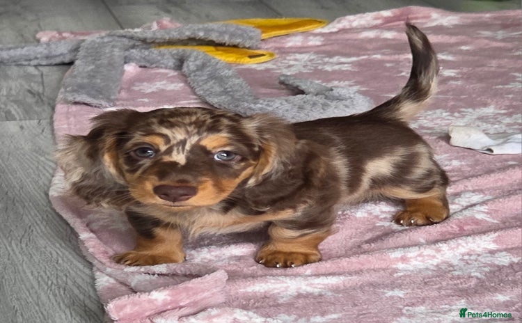 Miniature Dachshund dogs - Advert 20