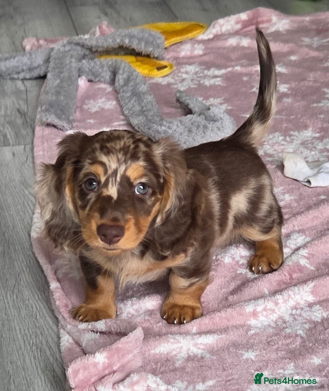 Miniature Dachshund dogs for sale: Amazing longhaired Miniature Dachshunds - Image 5