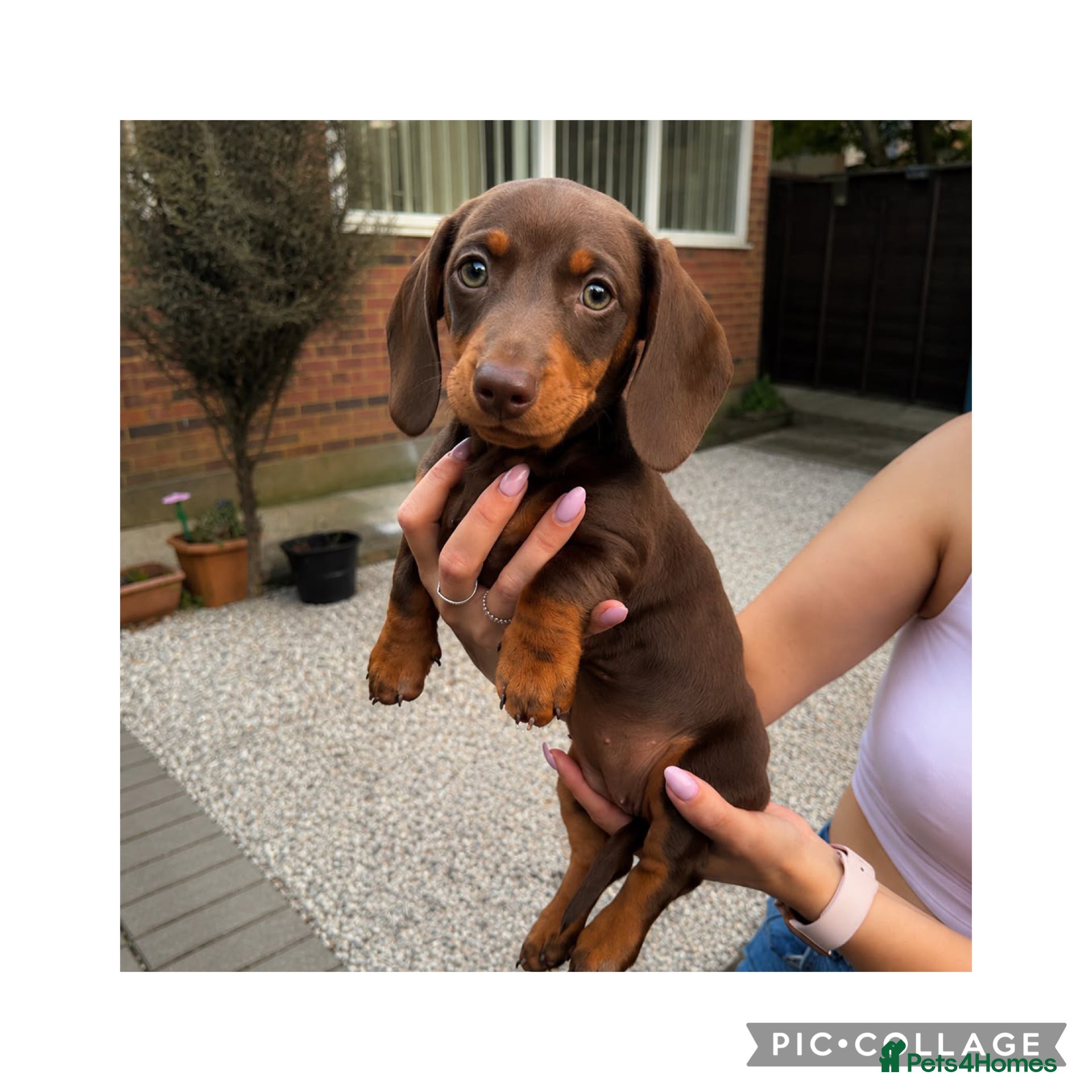 Miniature Dachshund Puppy 2