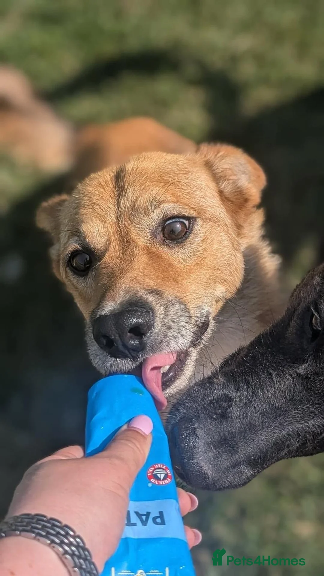 Mixed Breed dogs for adoption: Benji  - Advert 4