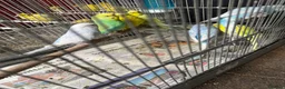 Budgerigars birds for sale: Budgies for sale - Advert 4
