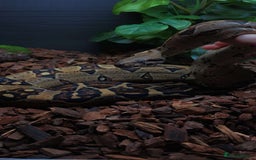 Snake reptiles for sale: boa constrictor imperator - Advert 1