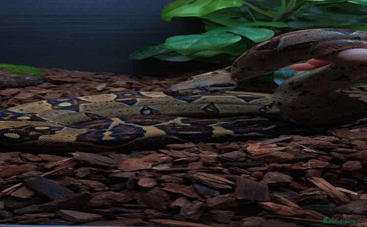 Snake reptiles boa constrictor imperator - Advert 16