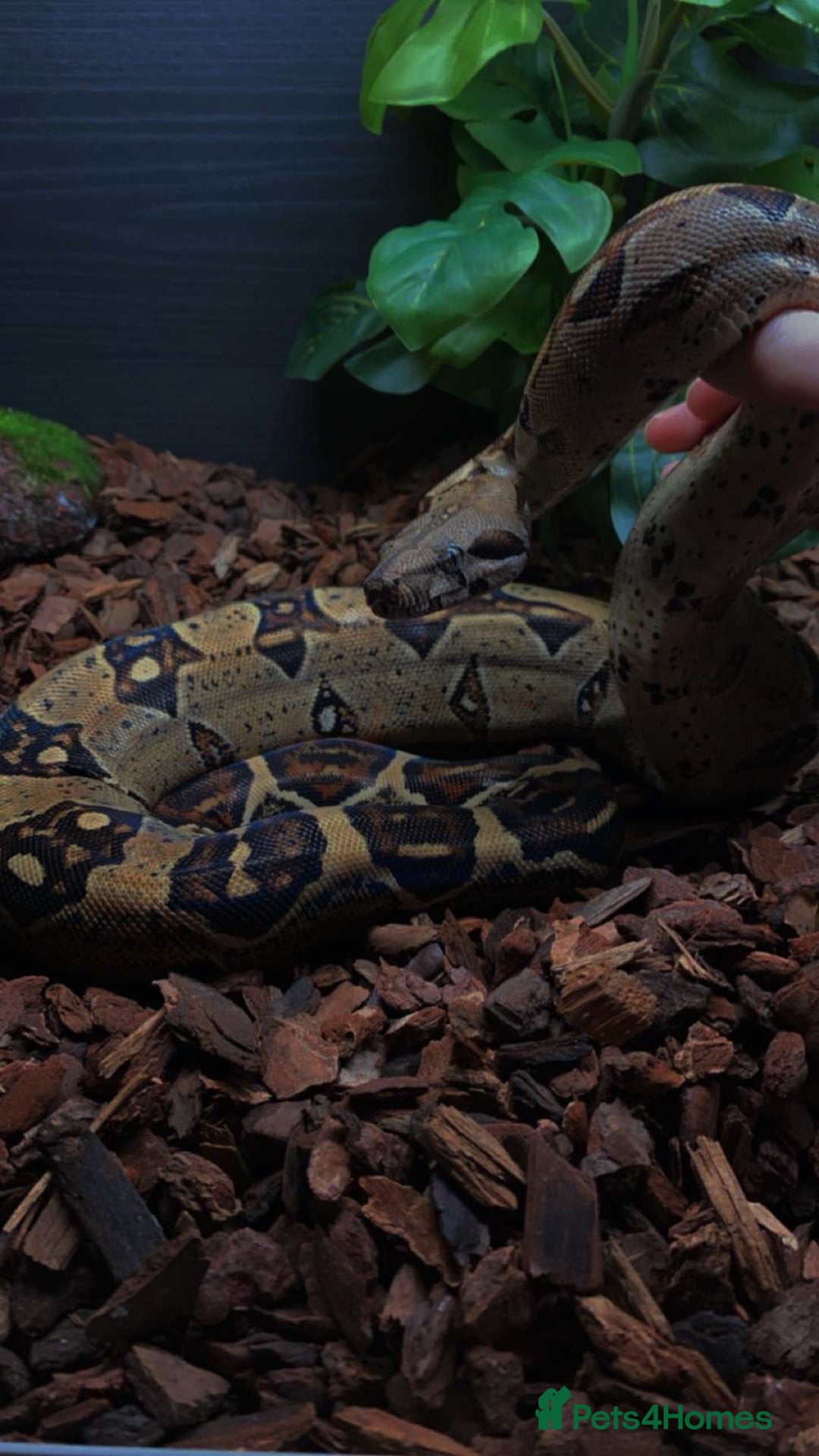 Snake reptiles for sale: boa constrictor imperator - Advert 1