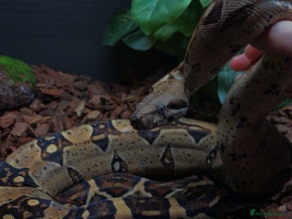 Snake reptiles boa constrictor imperator - Advert 1