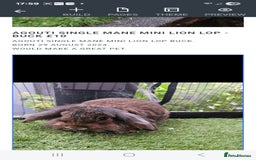 Mini Lion Lop rabbits for sale: Agouti single mane Mini lion lop rabbit in Durham - Image 1