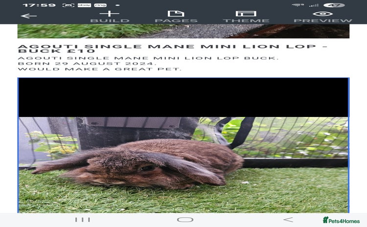 Mini Lion Lop rabbits in Durham - Advert 3