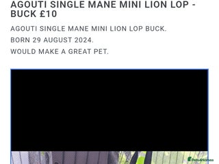 Mini Lion Lop rabbits in Durham - Advert 6