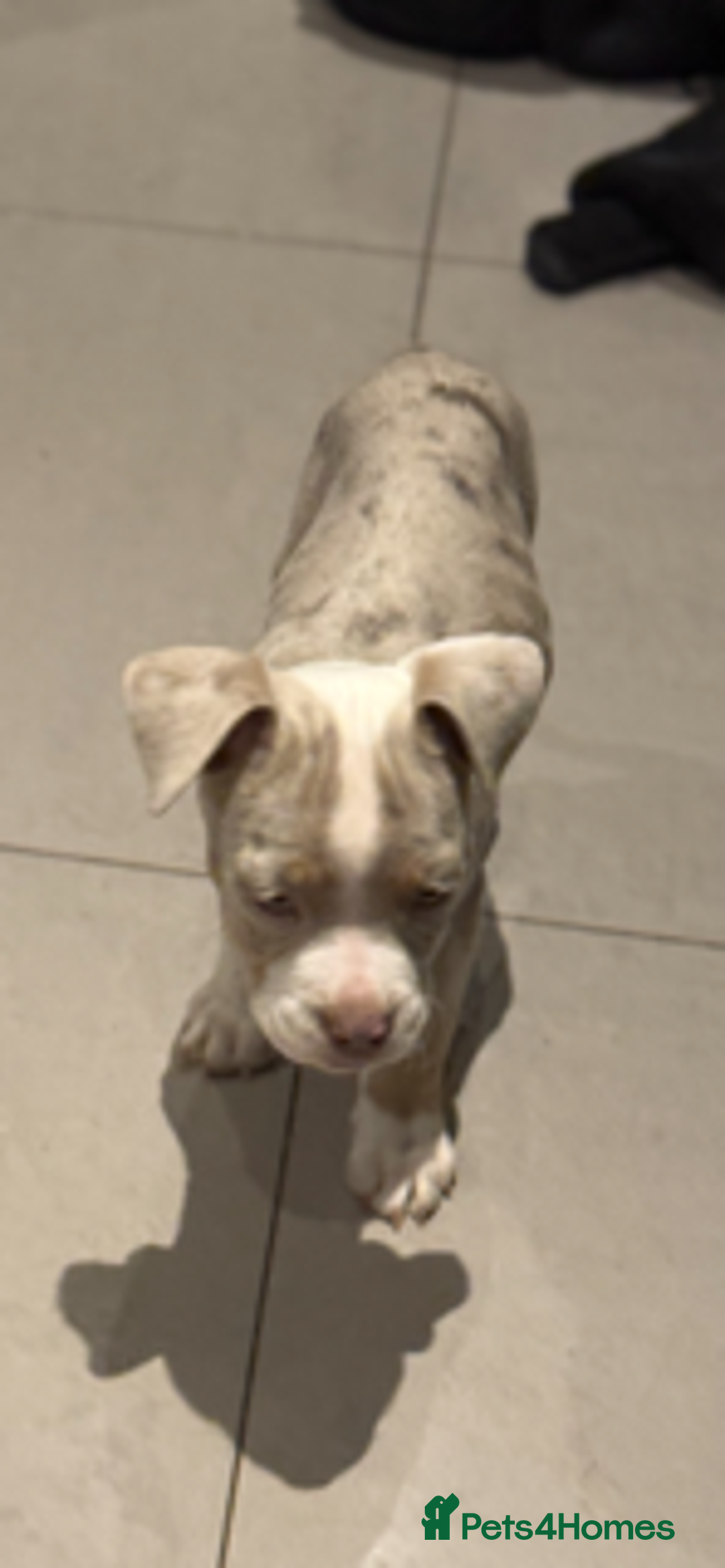 Old Tyme Bulldog dogs for sale: Olde English Fluffy bulldog puppies - Advert 15