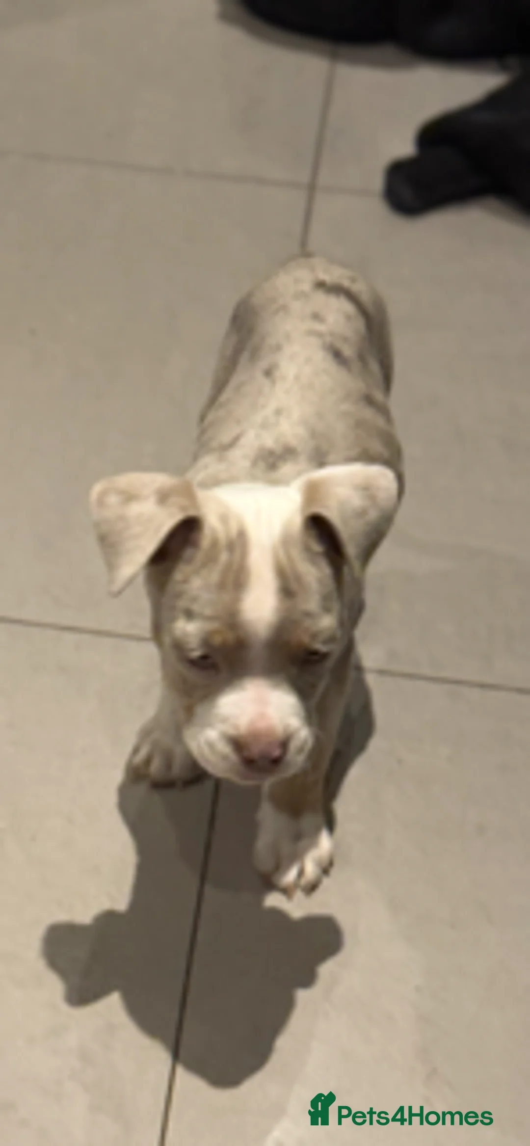 Old Tyme Bulldog dogs for sale: Olde English Fluffy bulldog puppies - Advert 18