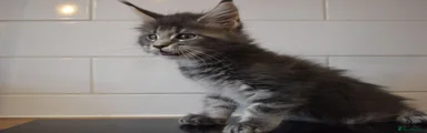 Maine Coon 2