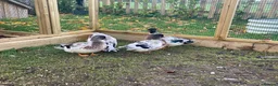 Ducks poultry for sale: Abacot call ducks (male)  - Advert 1
