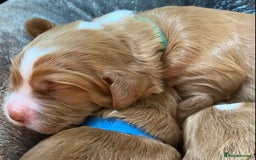 Labrador Retriever dogs for sale: 3 VERY DARK RED W/COCKER SPANIEL BOYS AVAILABLE  - Image 11