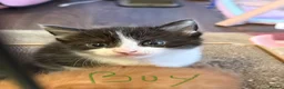 Maine Coon cats for sale: Maine Coon (half) kittens - ready to leave now - Advert 6