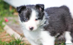 Border Collie dogs for sale: Ready to Leave Border Collie Puppies  - Image 11