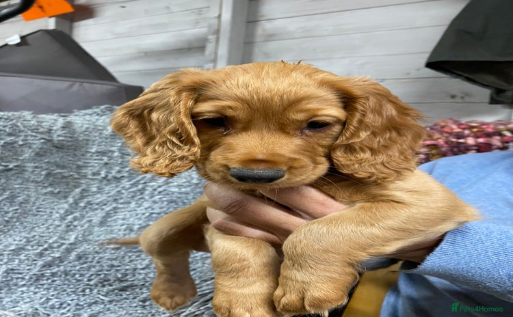 Cocker Spaniel dogs - Advert 7