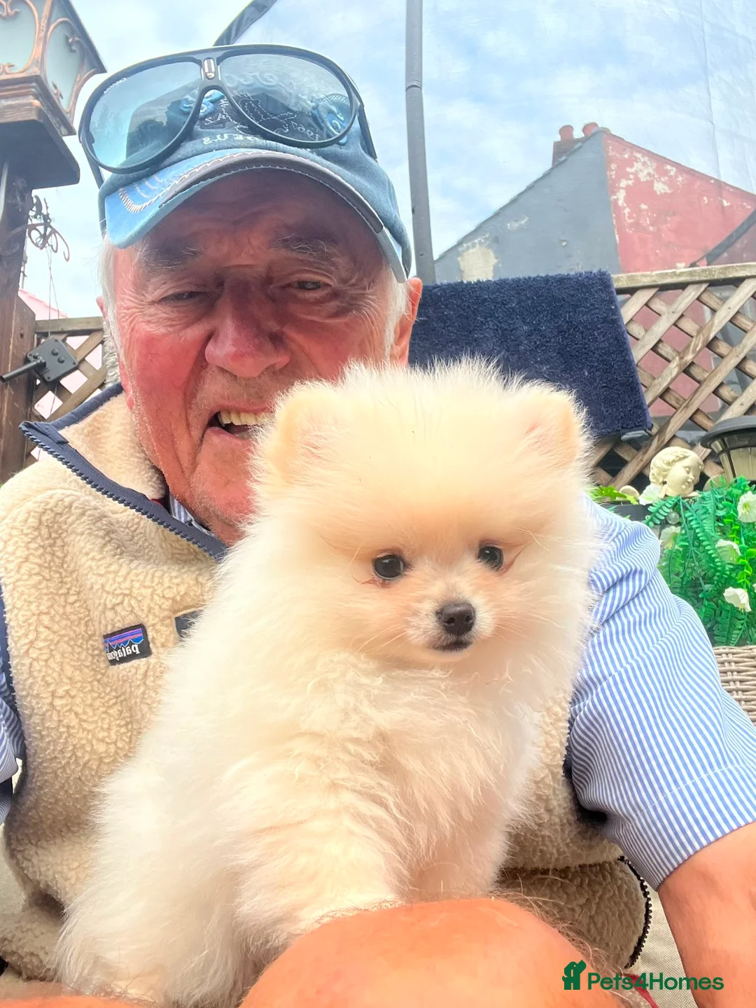 Pomeranian dogs for sale: Tiny Pomeranians  - Advert 3