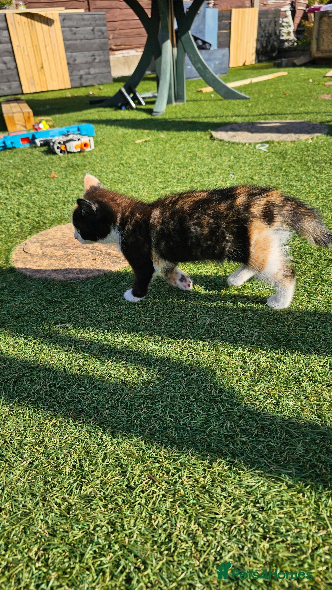Mixed Breed cats for sale: Kittens  - Image 5