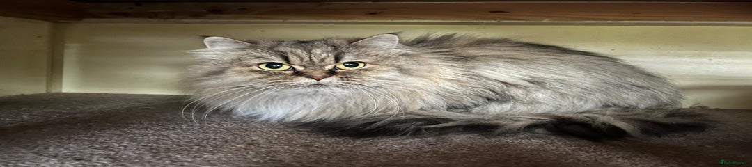 Persian Kitten 1