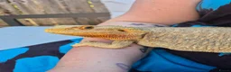 Bearded Dragon reptiles for sale: Bearded dragon and viv set up in Hull - Advert 4