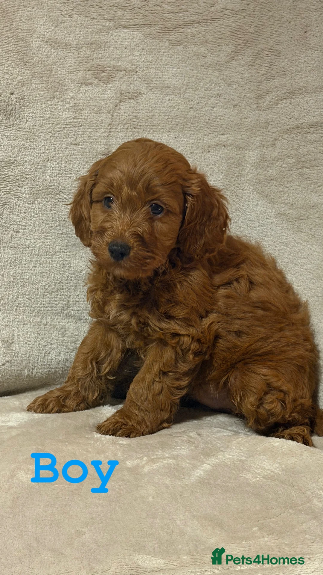 Cockapoo dogs for sale: F1b cockapoo  - Advert 2