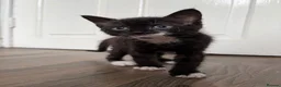 Mixed Breed cats for sale: Black and white boy kitten in Earlston - Advert 5