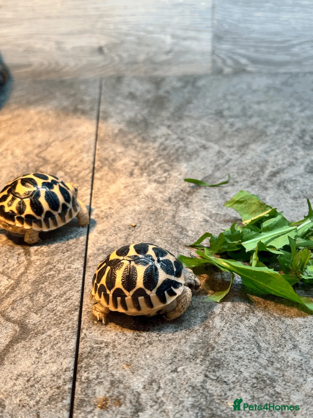 Tortoise reptiles for sale: CB26 Indian Star Tortoises for sale - Advert 2