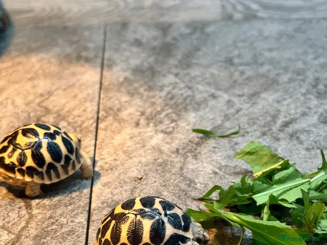 Tortoise reptiles for sale: CB26 Indian Star Tortoises for sale - Advert 2