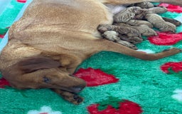 Labrador Retriever dogs for sale: Ready to leave, KC Labrador litter, boys & girls  - Image 18