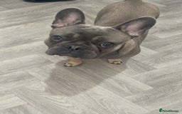 French Bulldog dogs for sale: 11 month old boy  in Middlesbrough - Image 4