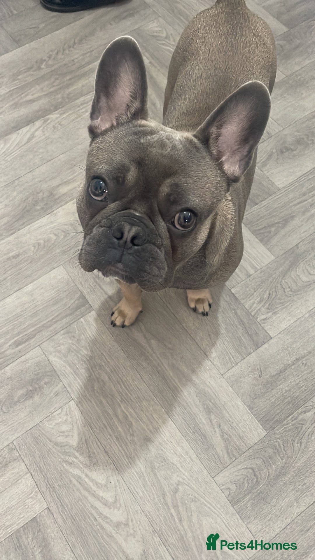 French Bulldog dogs for sale: 11 month old boy  in Middlesbrough - Image 4