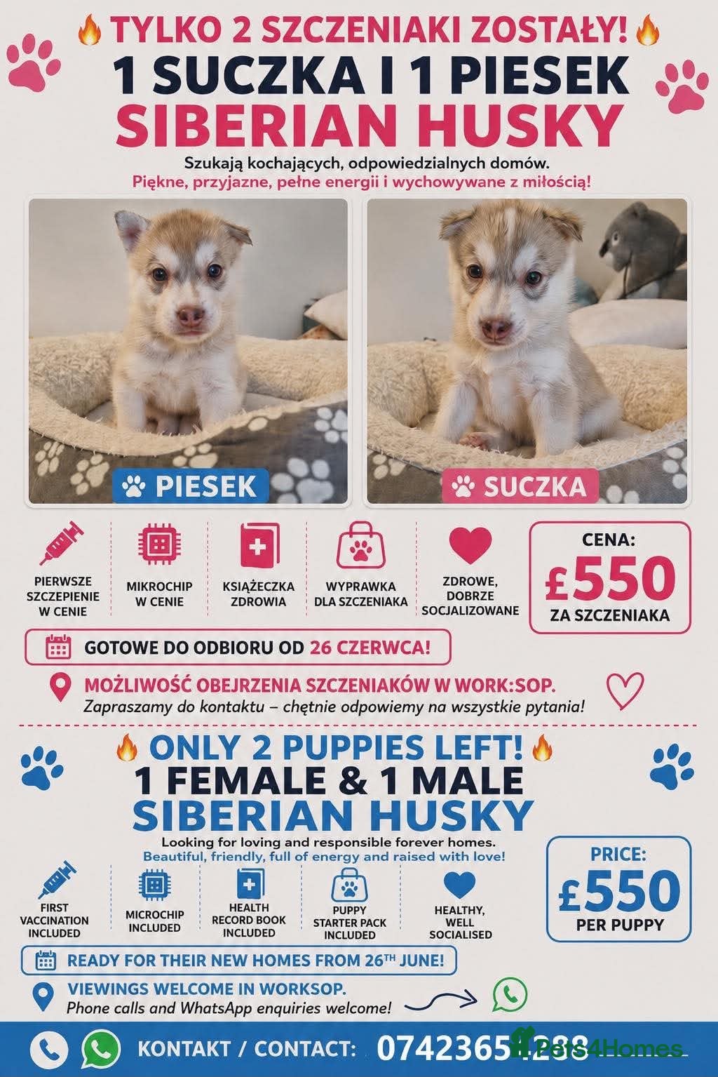 Siberian Husky dogs Stunning Blue-Eyed Husky Puppies for Sale - Advert 6