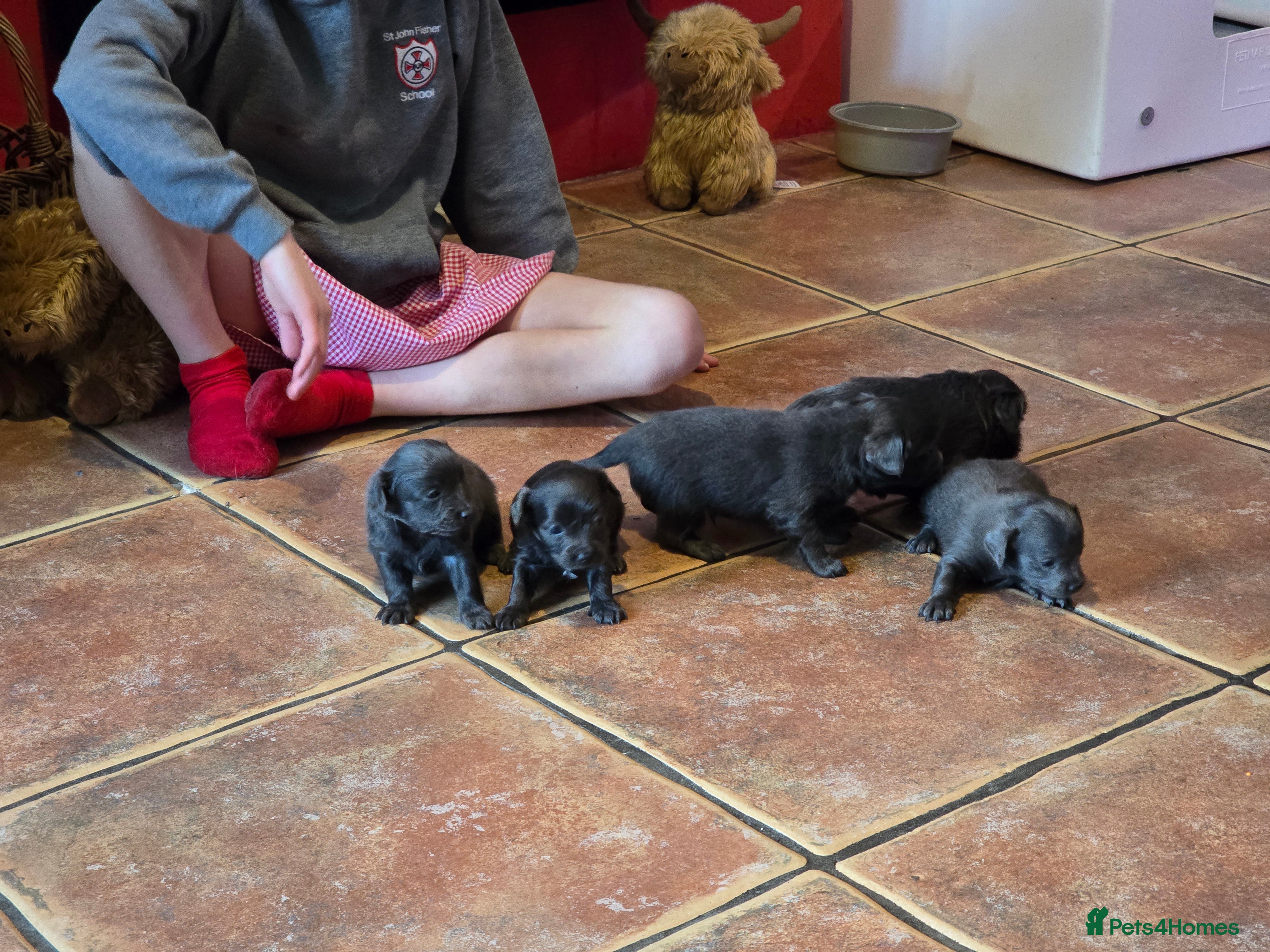 Chipoo dogs Chipoo - Advert 1