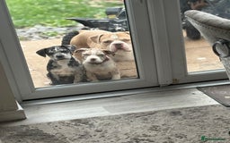 Alapaha Blue Blood Bulldog dogs for sale: Blue blood allows pockets  - Image 1