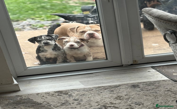 Alapaha Blue Blood Bulldog dogs - Advert 1