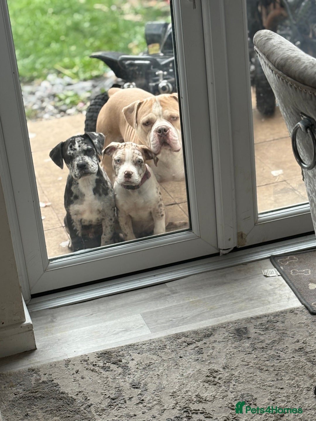 Alapaha Blue Blood Bulldog dogs for sale: Blue blood allows pockets  - Image 1