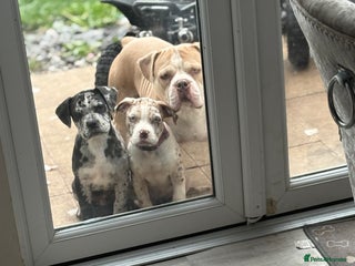 Alapaha Blue Blood Bulldog dogs for sale - Advert 1