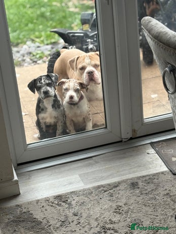 Alapaha Blue Blood Bulldog dogs - Advert 1