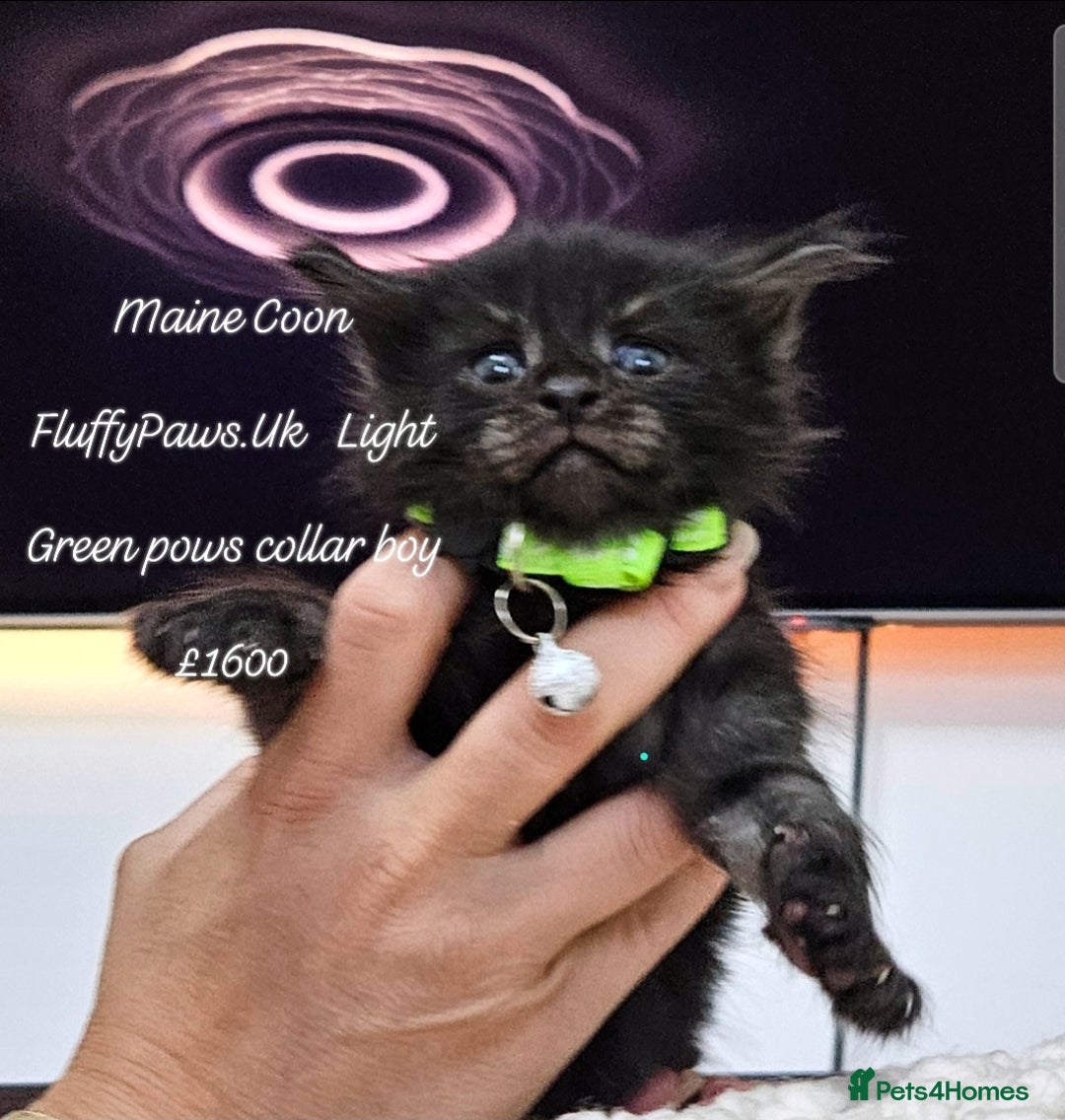 Maine Coon cats for sale: Maine Coons FluffyPaws.Uk  - Image 22