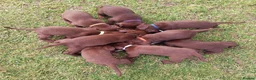 Mixed Breed dogs for sale: Chocolate puppies - Weim x WH Vizsla - Advert 11