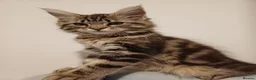Mixed Breed cats for sale: Male Maine Coon x Norwegian Forest Kitten - Advert 4