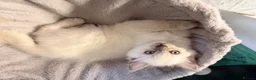 Ragdoll cats for sale: ✨5 blue point and 1 lilac ragdoll kittens ✨ - Advert 19