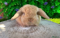Mini Lop rabbits for sale: Stunning mini lops - Image 16