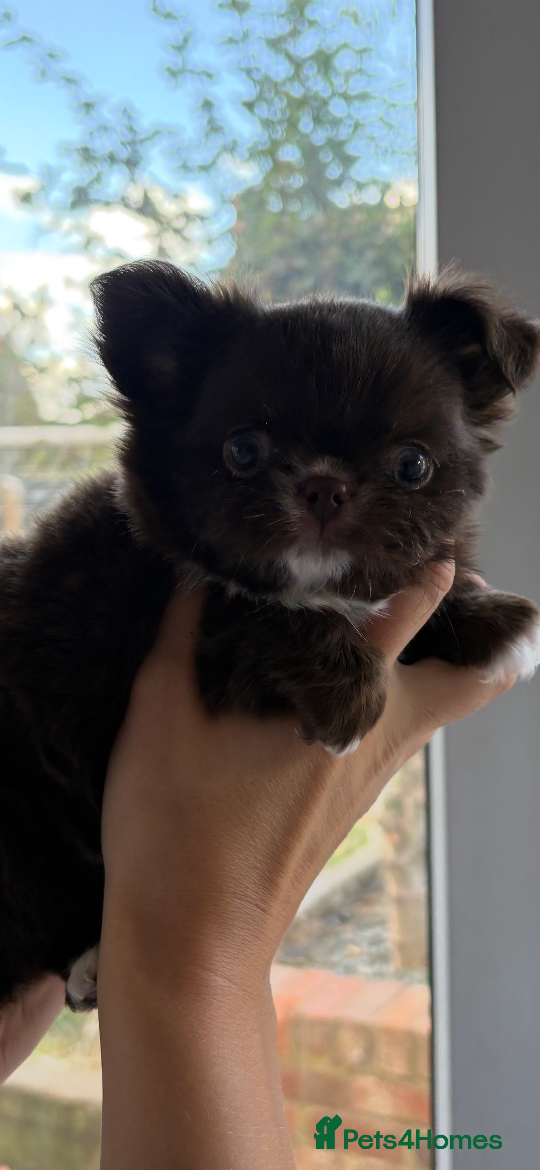 Chihuahua dogs for sale: Russian long hair Chihuahuas - Image 3