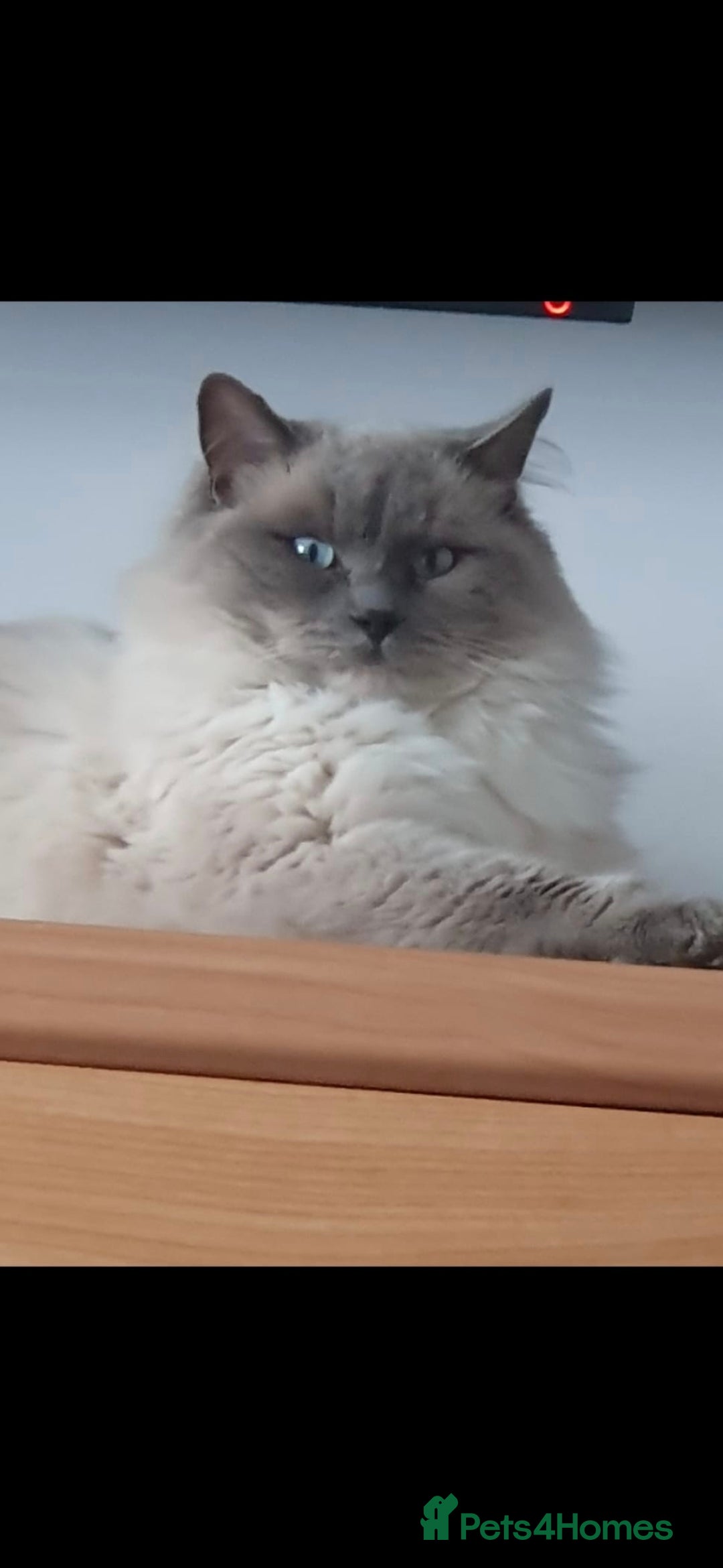 Ragdoll cats for sale: Seal and lynx point mitted kittens - Image 9