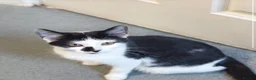 Mixed Breed cats for sale: 2 Beautiful Female Kittens For Sale - Advert 6