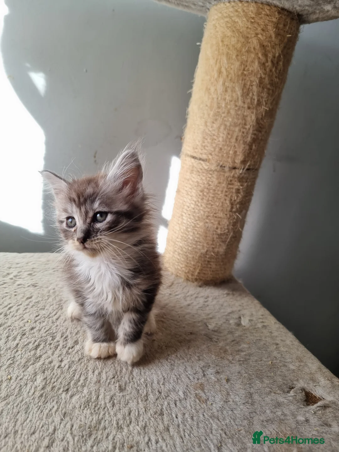 Maine Coon cats for sale: 2 litters of Maine Coon - Advert 31